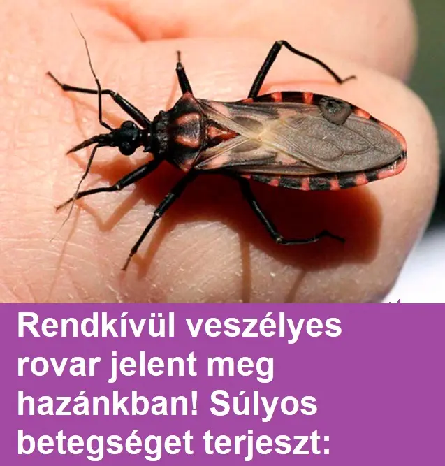 gyilkos poloska
