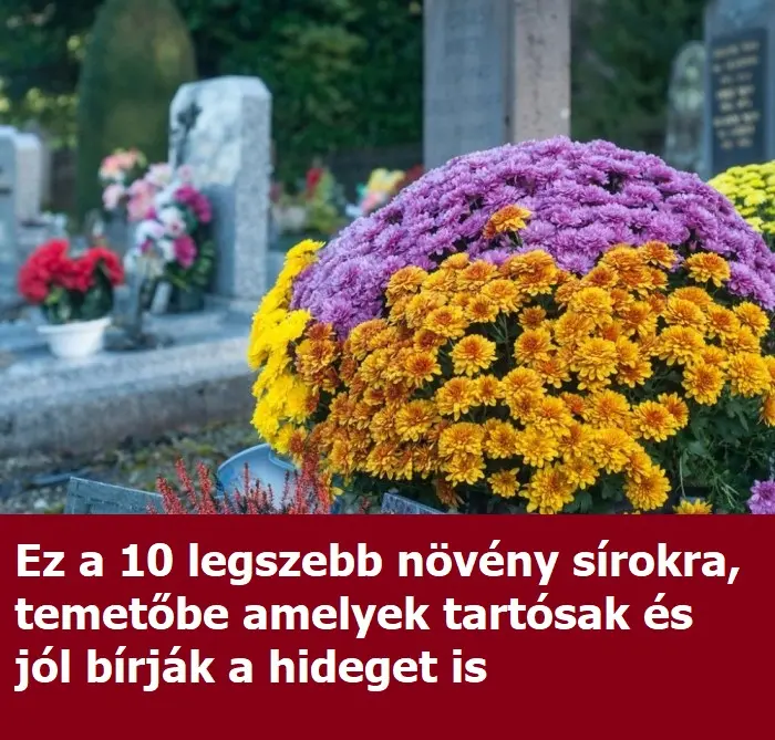temetoben 10.04.32 20241026 134531