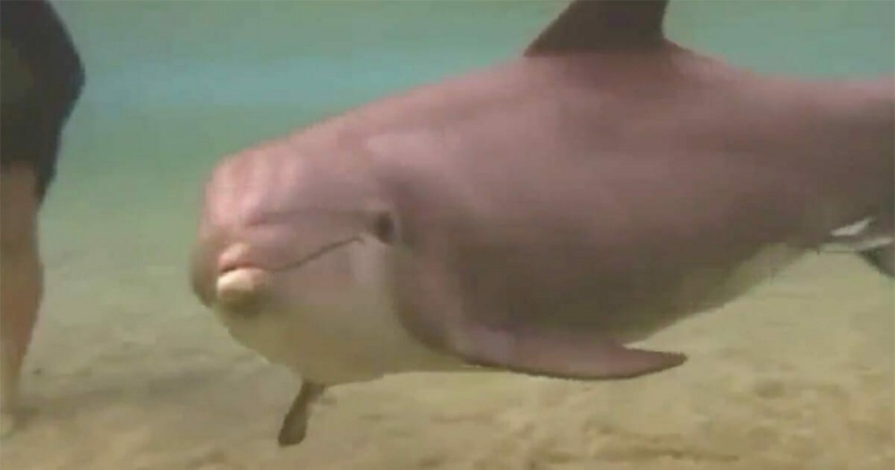 delfinszuletik 220435