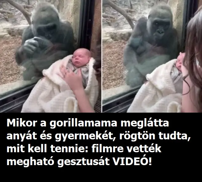 gorillamama16 n